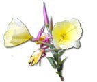 Evening Primrose Oil