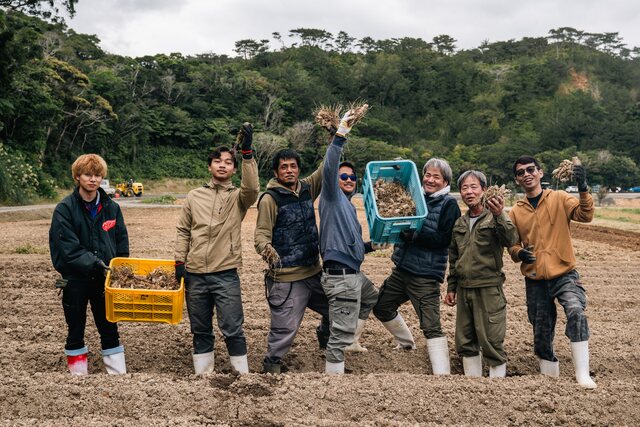 Contract farmers standing in a tilled Yanbaru field, holding up freshly lifted turmeric roots and crates