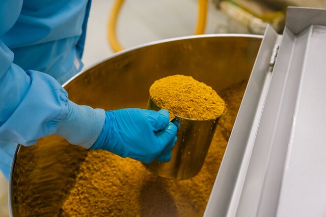 A gloved worker lifting a cup of milled turmeric powder from a mixing drum