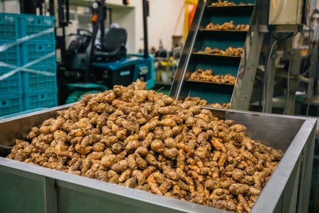 A steel hopper heaped with turmeric roots beside a sorting conveyor at the Enagic Ukon Factory