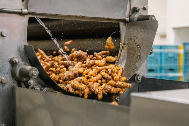 Turmeric roots tumbling through a washing drum under running water